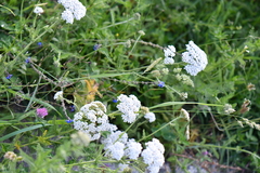 Achillea