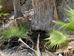 Washingtonia robusta