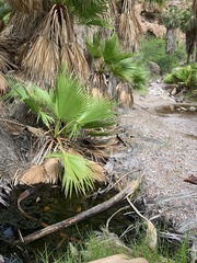 Washingtonia robusta