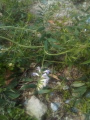 Vicia biennis