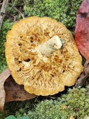 Neolentinus