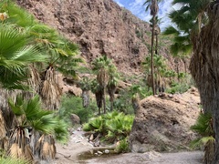 Washingtonia robusta