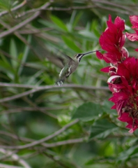 Heliomaster constantii