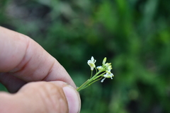 Brassicaceae