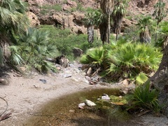Washingtonia robusta