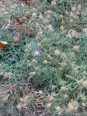 Centaurea × pouzinii