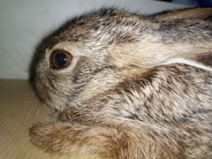 Lepus victoriae