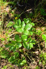 Angelica lucida