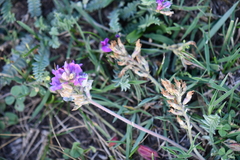 Astragalus
