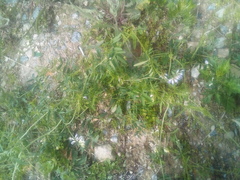 Vicia biennis