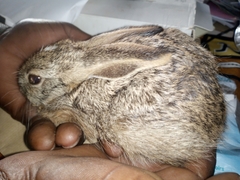 Lepus victoriae