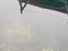 Hypsypops rubicundus