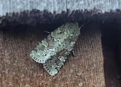 Lacinipolia implicata
