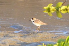 Charadrius collaris