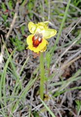 Ophrys lutea