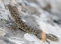 Ptyodactylus puiseuxi
