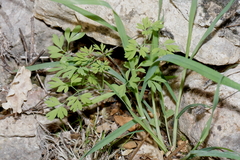 Fumaria capreolata