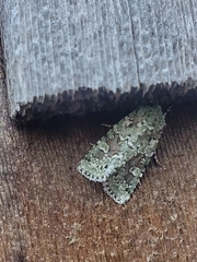 Lacinipolia implicata