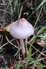 Inocybe lilacina
