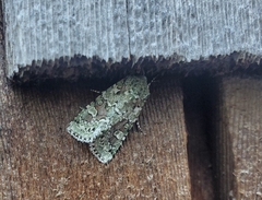Lacinipolia implicata