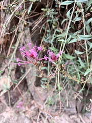 Centranthus