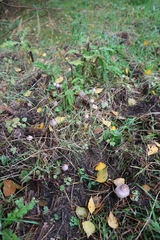 Inocybe lilacina