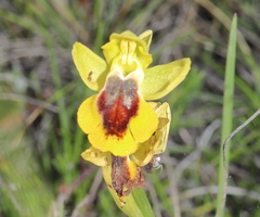 Ophrys lutea