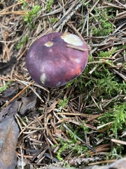 Russula