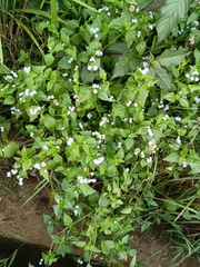 Praxelis clematidea