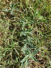 Chamaesaracha coniodes