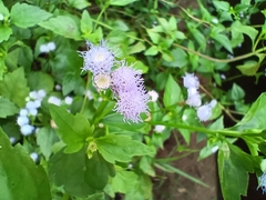 Praxelis clematidea
