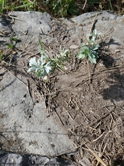 Artemisia stelleriana