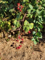 Rubus bifrons