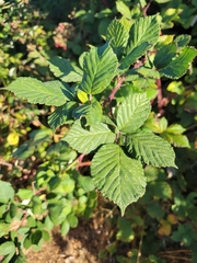 Rubus bifrons