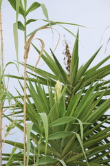 Yucca