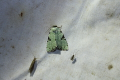 Leuconycta diphteroides