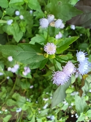 Praxelis clematidea