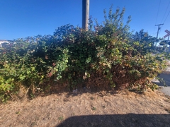 Rubus bifrons