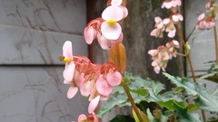 Tetragonisca angustula