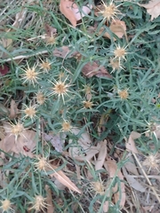 Centaurea × pouzinii