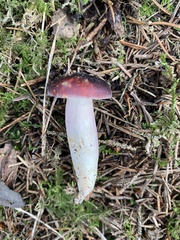 Russula