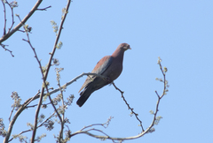 Patagioenas flavirostris