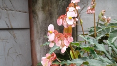 Tetragonisca angustula