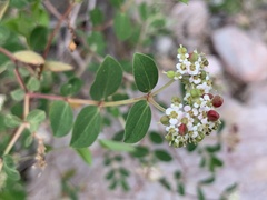 Euphorbia tomentulosa