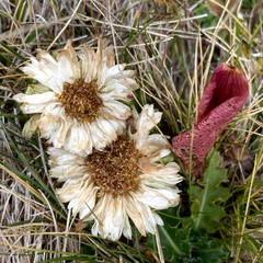 Carlina acaulis