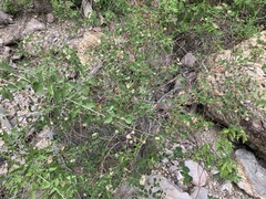 Euphorbia tomentulosa