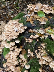 Armillaria ostoyae