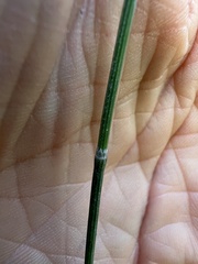 Equisetum variegatum