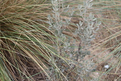 Cistus halimifolius