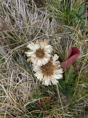 Carlina acaulis